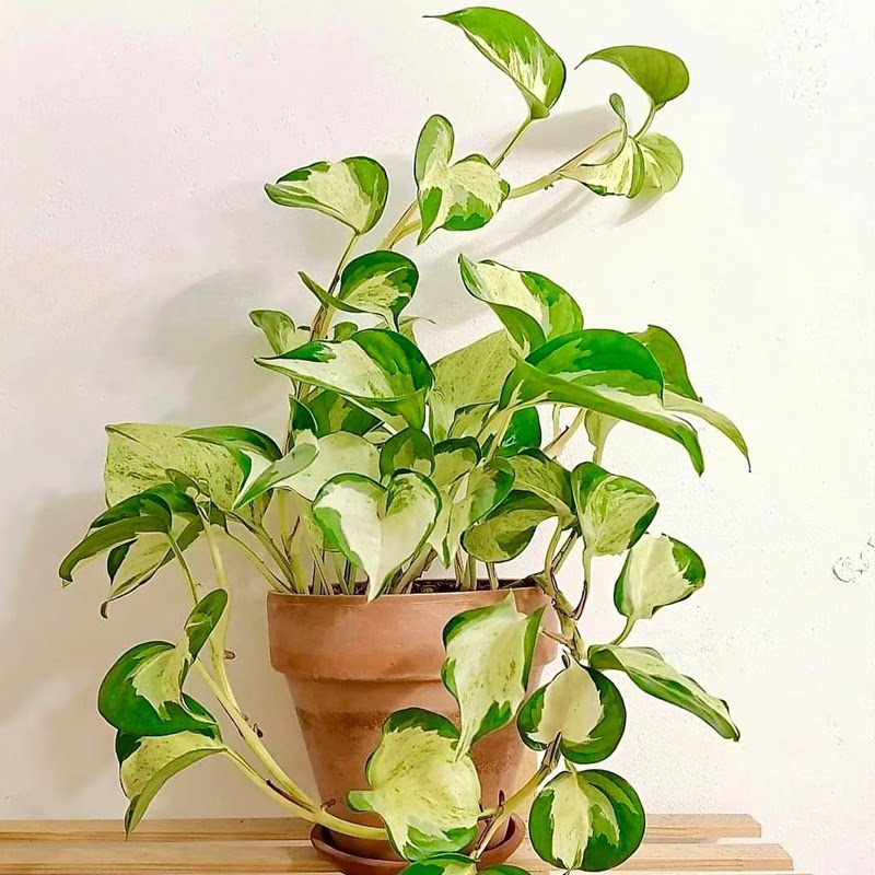 快乐叶子花叶绿萝室内爬藤垂吊绿植好养活桌面观叶植物