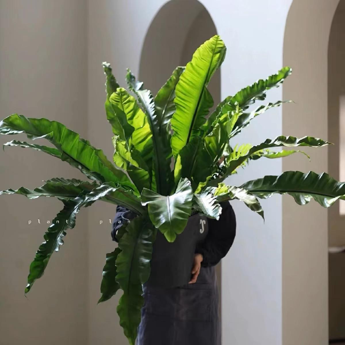 大盆展叶鸟巢蕨室内耐阴观叶植物