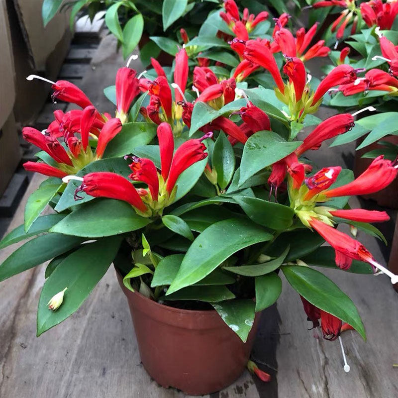 凤还巢直立口红花吊兰带花带花苞四季开花阳台庭院好养活植物花卉