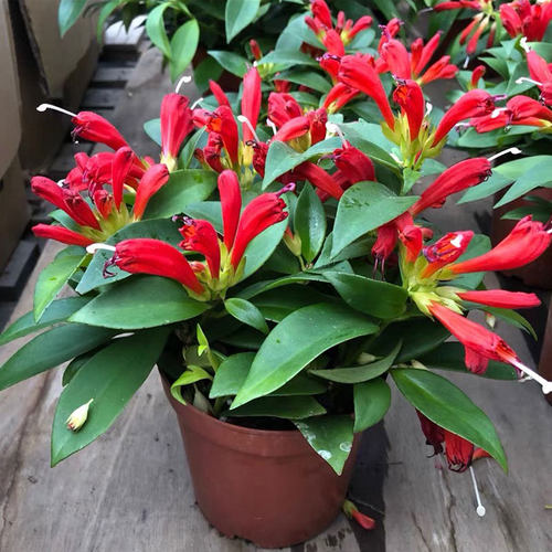 直立口红吊兰带花苞阳台四季开花