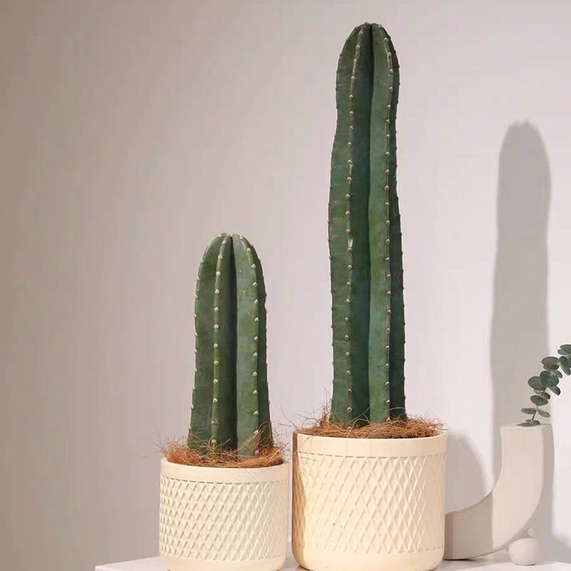 量天尺仙人柱盆栽室内北欧风