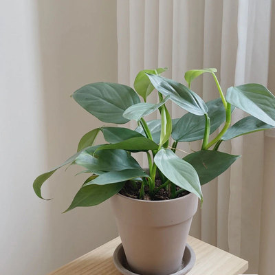 哈斯塔姆蔓绿绒室内耐阴植物