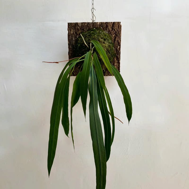 维塔领带花烛垂吊花烛上板垂吊悬挂绿植室内绿植ins风热植丝绸