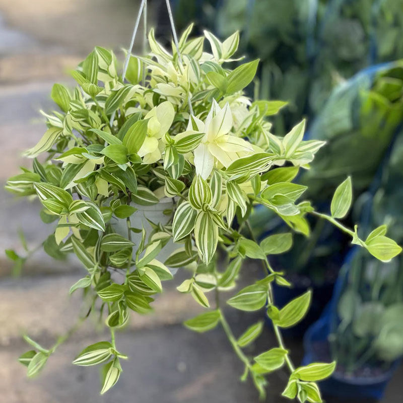 青白玉吊兰绿植盆栽花室内吸甲醛白油画婚礼吊兰观叶阳台垂吊植物