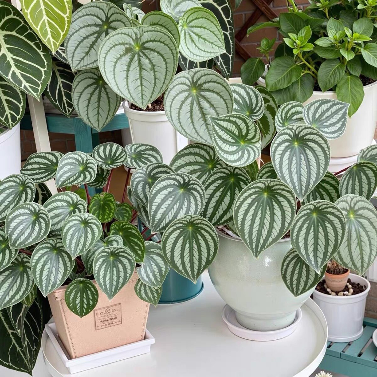 西瓜皮椒叶草室内耐阴大小叶绿植桌面绿植