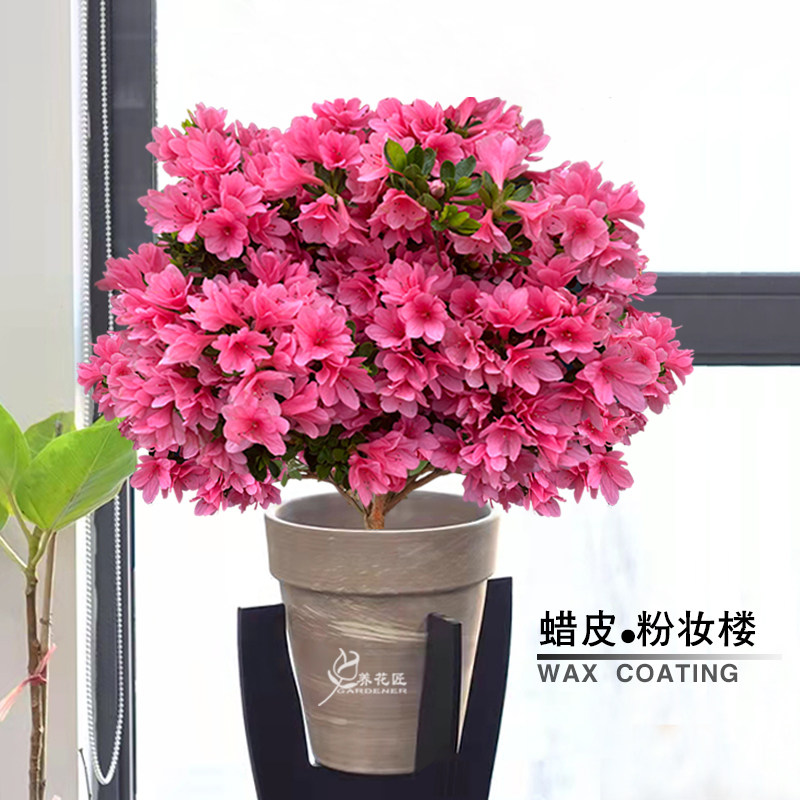 蜡皮粉妆楼四季杜鹃花卉盆栽精品老桩盆景室内外阳台庭院植物种苗