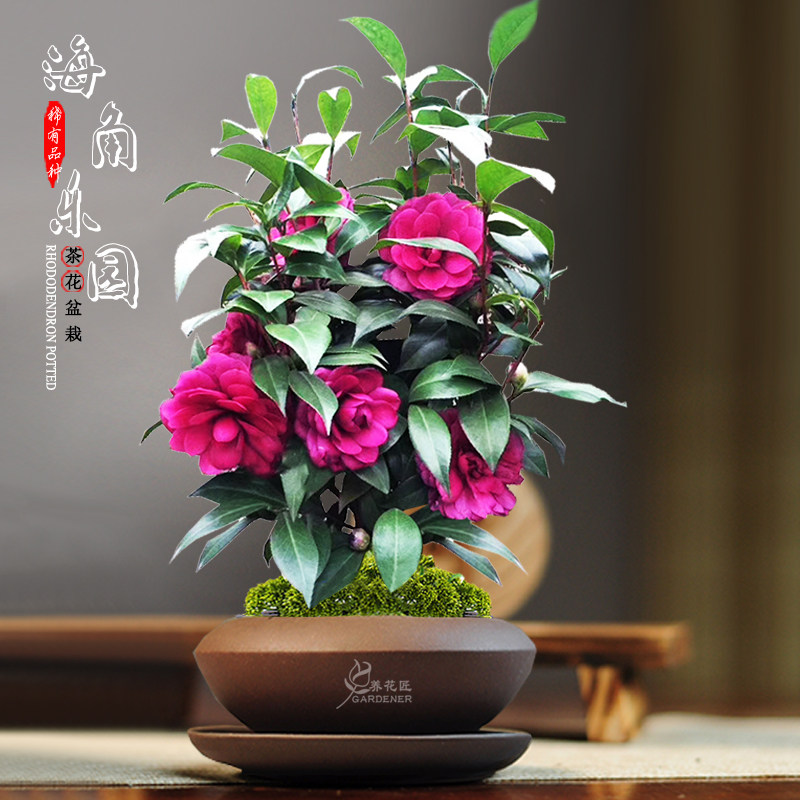 海角乐园山茶花紫玫瑰名贵品种树苗精品花卉盆栽阳台花园耐寒好养