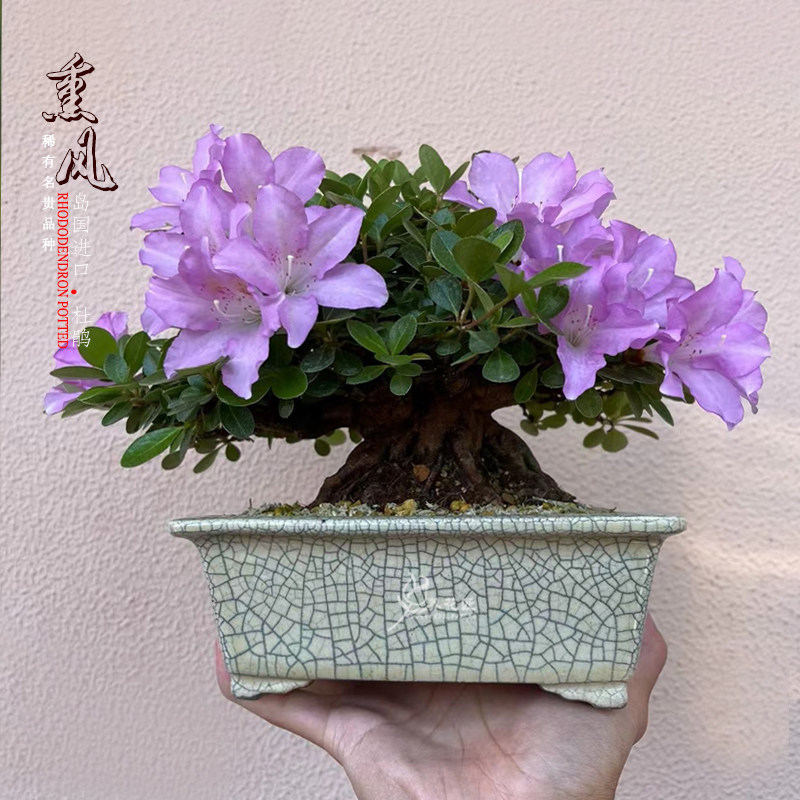 熏风日本进口皋月杜鹃盆栽稀有名贵花卉品种树苗阳台庭院耐寒植物 - 实物图