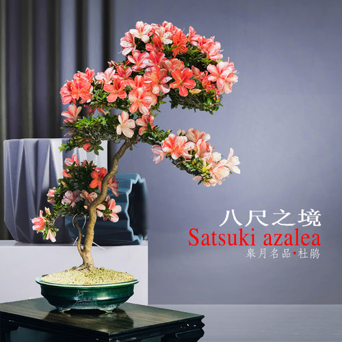 八尺之境皋月杜鹃花庭院养花匠