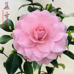 日本进口羞奇茶花树苗名贵品种盆栽花卉重瓣型带粉红晕耐寒好养活