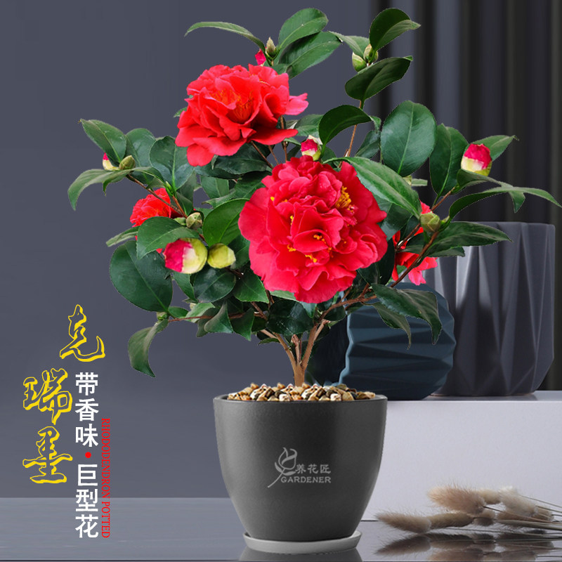 克瑞墨大牡丹带香味红香妃山茶花盆栽树苗大花型阳台庭院好养植物