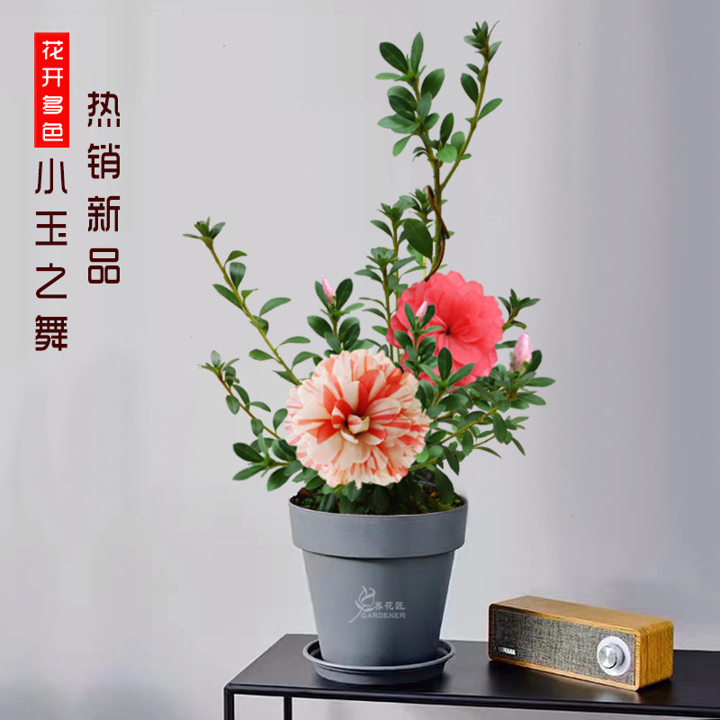 皋月杜鹃小玉之舞花卉盆栽树苗十大名花稀有品种耐寒耐高温好养活
