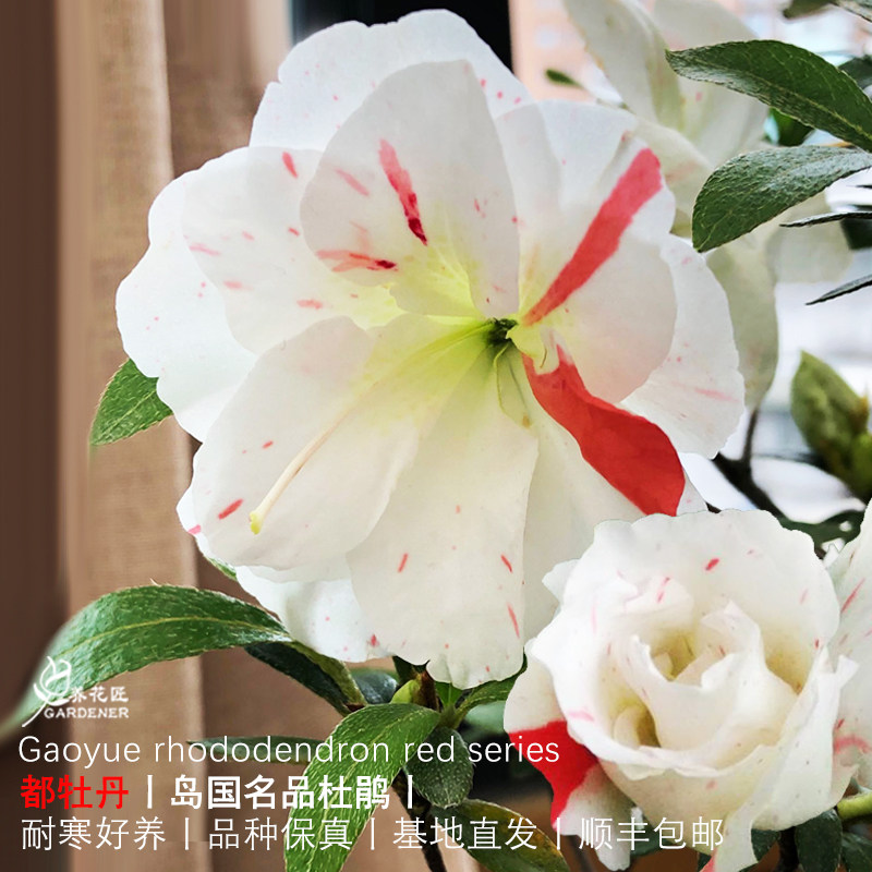 都牡丹皋月杜鹃盆栽树苗十大名贵品种花卉阳台庭院耐寒好养活植物