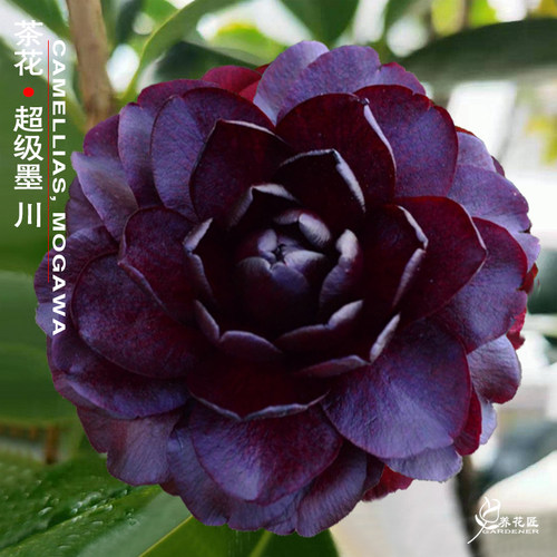 茶花树盆景价格 茶花树盆景图片 星期三