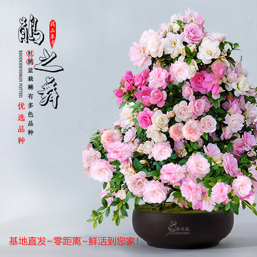 皋月杜鹃鹃之舞室内外花园养花匠