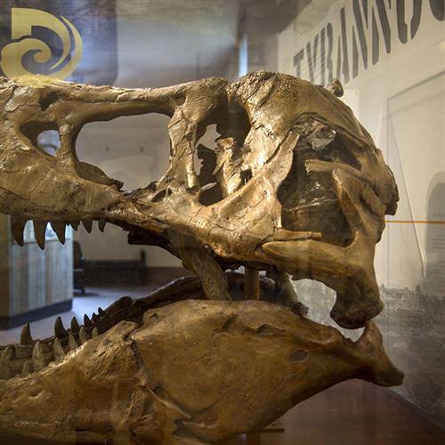 大型景区仿真霸王龙玻璃钢骨架室内博物馆恐龙头骨化石展览模型