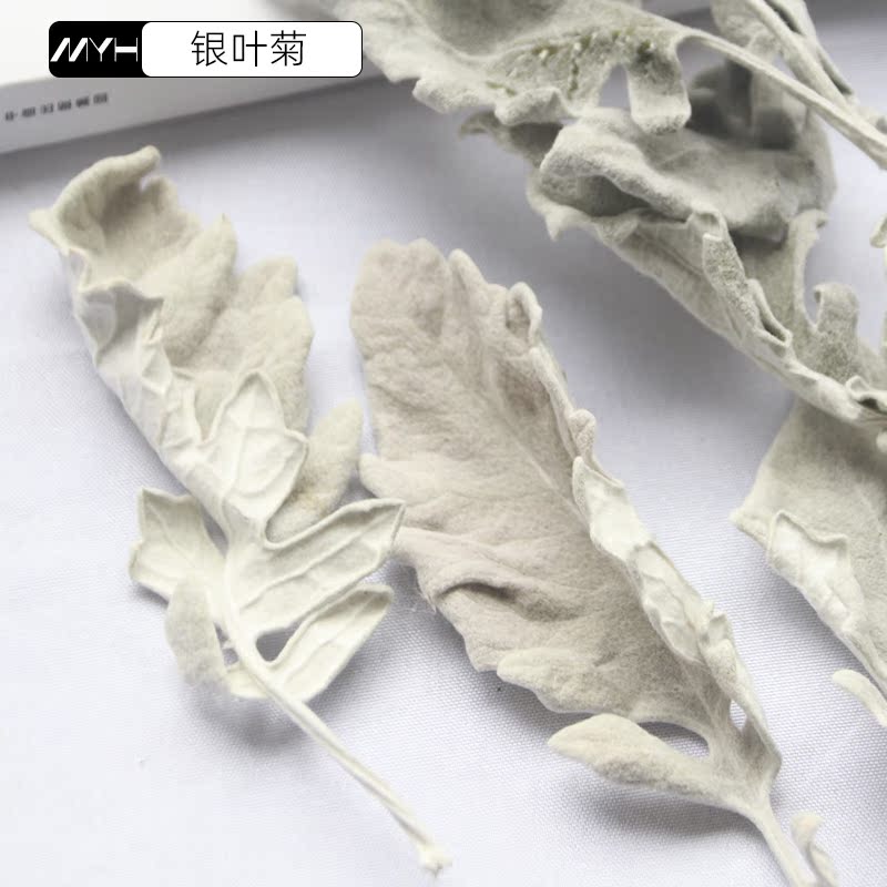 沐奕翰 天然真干花diy香薰蜡烛永生干花花材 自然色银叶菊2克装