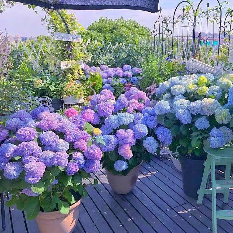 高档绣球花盆栽无尽夏绣球八仙花苗地栽庭院大苗四季耐寒花卉