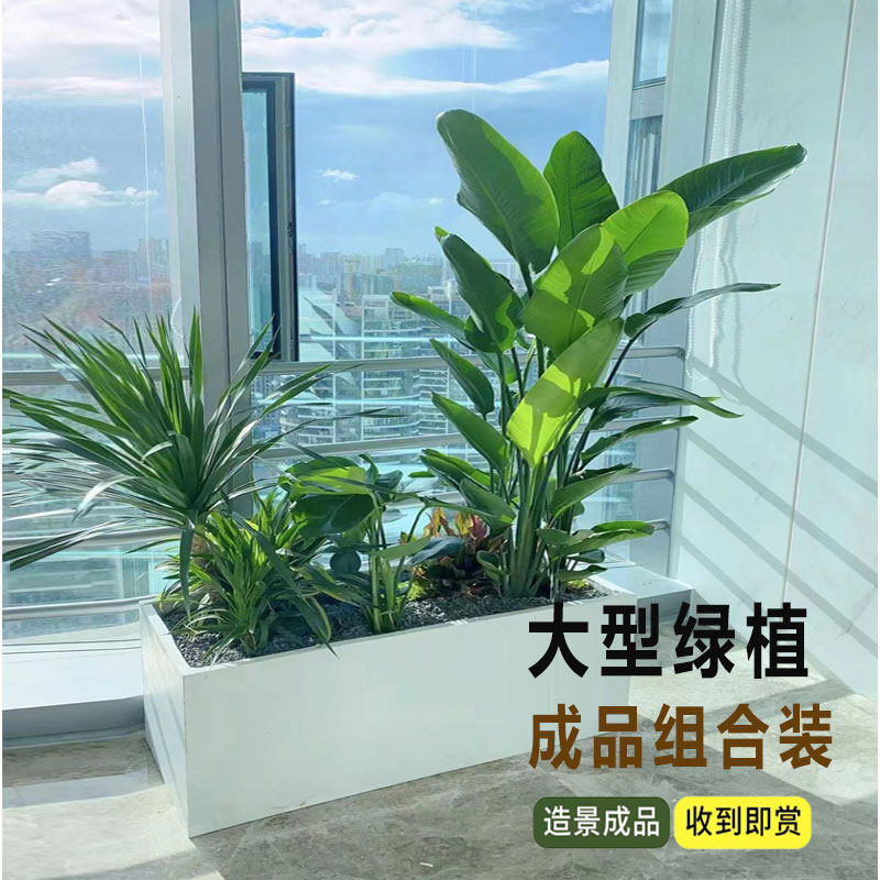 大型绿植成品组合盆栽室内外绿植客厅屏风隔断阳台庭院造景绿植