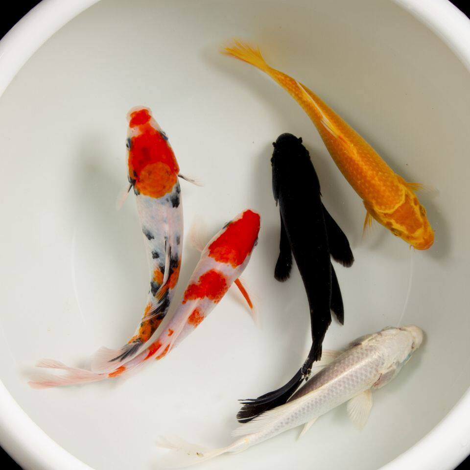 鱼观赏鱼黑金锦鲤龙凤招财黑鱼金鱼活体直销包邮镇宅红白三色