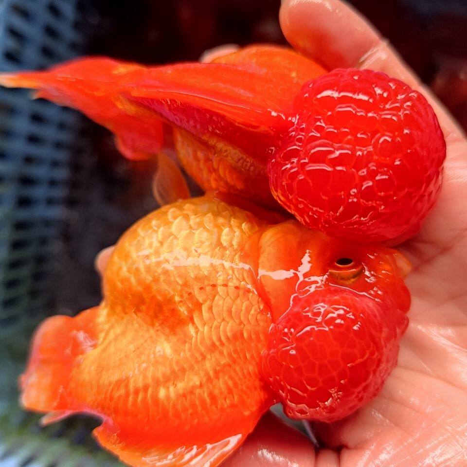 红狮头金鱼红白狮头活体观赏鱼国狮冷水鱼顶红精品金鱼宠物鱼包活