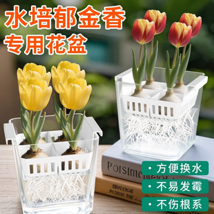 郁金香透明水培花盆含定植篮风信子百合塑料玻璃花瓶水养种球器皿