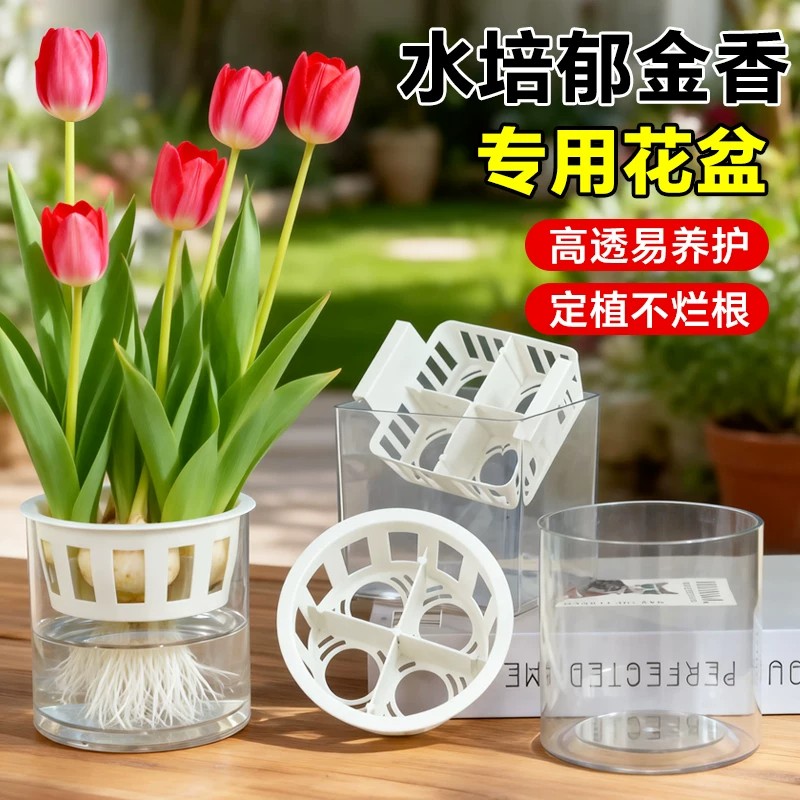 郁金香透明水培花盆含定植篮风信子百合塑料玻璃花瓶水养种球器皿图片