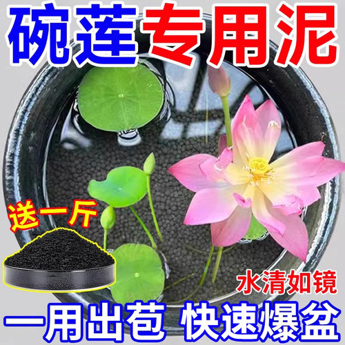 碗莲专用泥水草泥不臭水不浑水荷塘泥水培铜钱草养鱼营养泥陶粒砂
