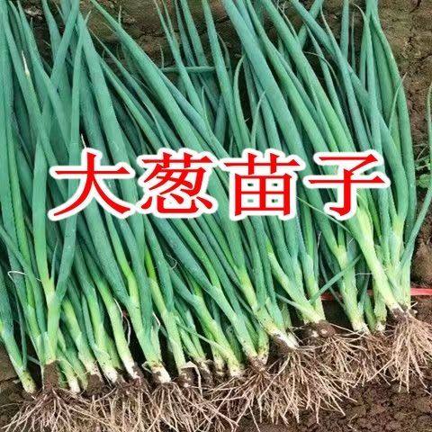 自家育苗铁杆大葱苗葱秧子秧苗葱栽子种植专用大葱苗幼苗非山东大