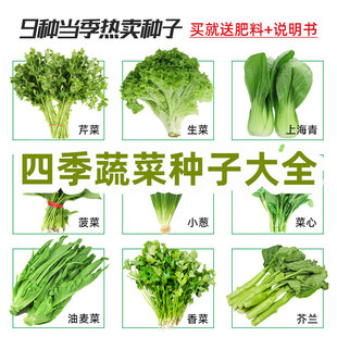 蔬菜种子大全秋季青菜阳台菜秋天南方种籽孑耐寒一年四季菜种秋冬