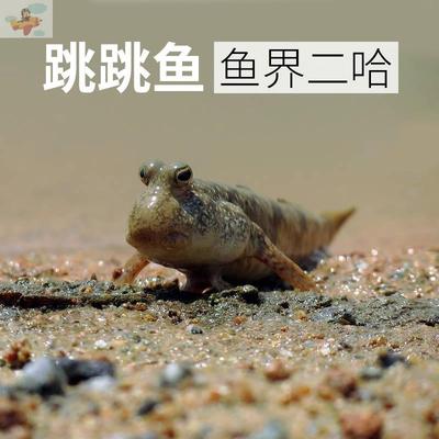 弹涂鱼跳跳鱼小型热带观赏鱼滩涂淡海汽水鱼萌宠物水陆两栖原生鱼