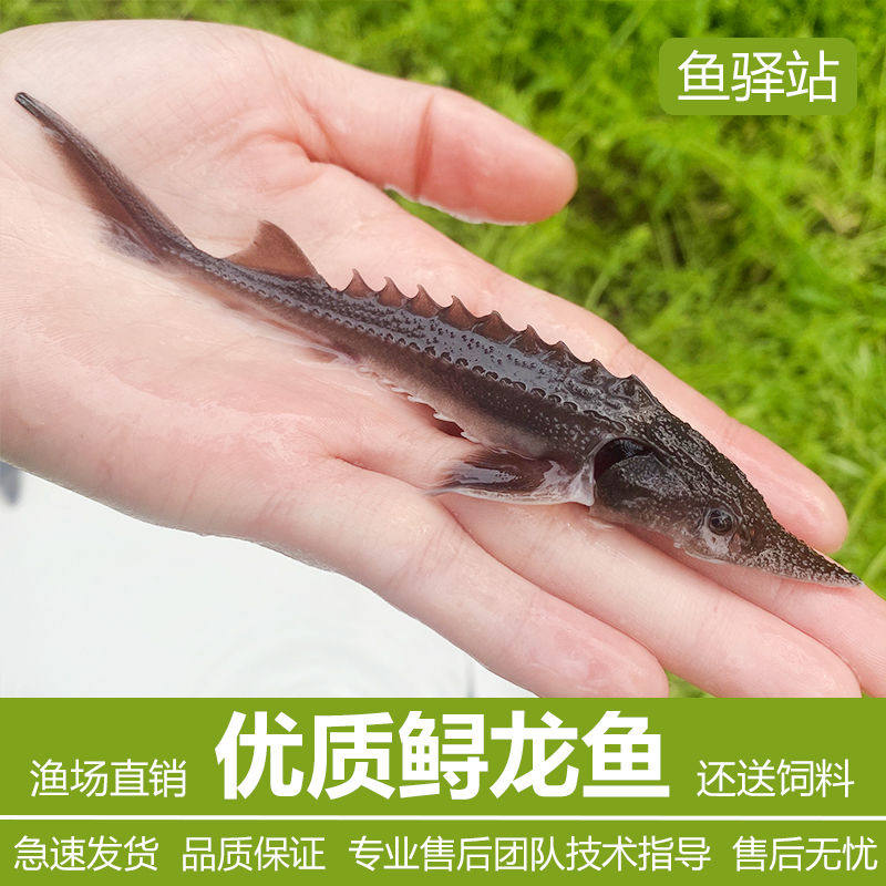 观赏鱼冷水鱼吃垃圾粪便鱼鲟龙鱼苗淡水鱼金鱼活体锦鲤名贵鱼尖嘴