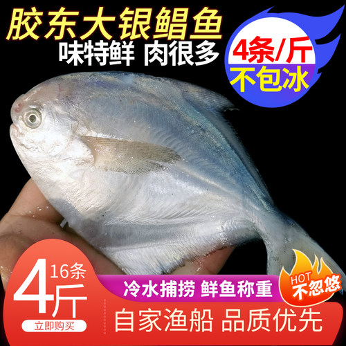 新鲜银鲳鱼4斤鲜活东海白鲳鱼