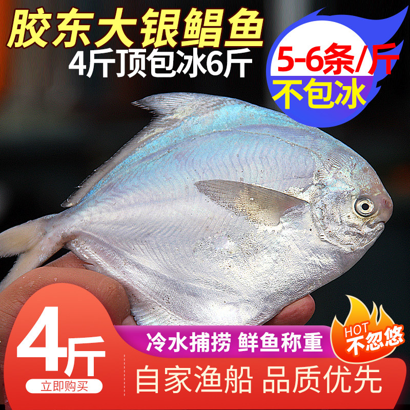 新鲜银鲳鱼净重4斤渤海海鲜冷冻 东海白鲳鱼水产平鱼海鱼扁鱼