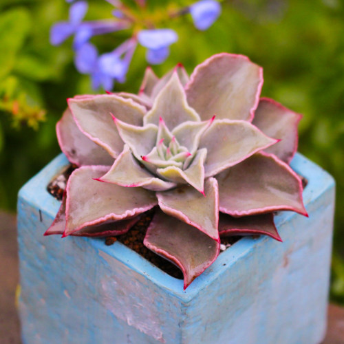 不怕晒的花多少钱 不怕晒的花价格 小麦优选