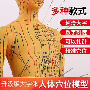 人体针灸模型人经络穴位中医全身十二铜人模特图可扎针练习小皮人