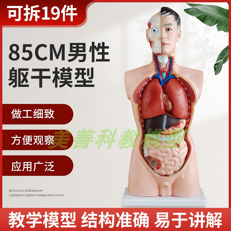 85CM男性躯干模型19s件可拆内脏构造解剖模型人体躯干模特医学教