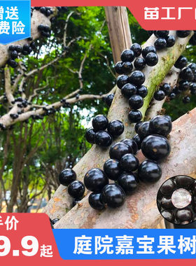 嘉宝苗艾斯卡福冈沙巴嘉宝果树苗
