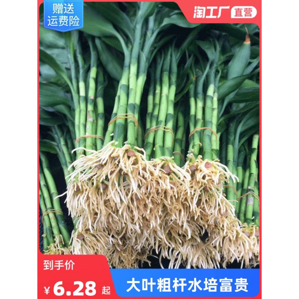 带根富贵竹水培植物水养水竹客厅室内大叶招财盆栽绿植鲜花卉甲醛