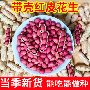 东北四粒红花生新鲜晒干生花生红衣花生带壳红皮花生花生种新货