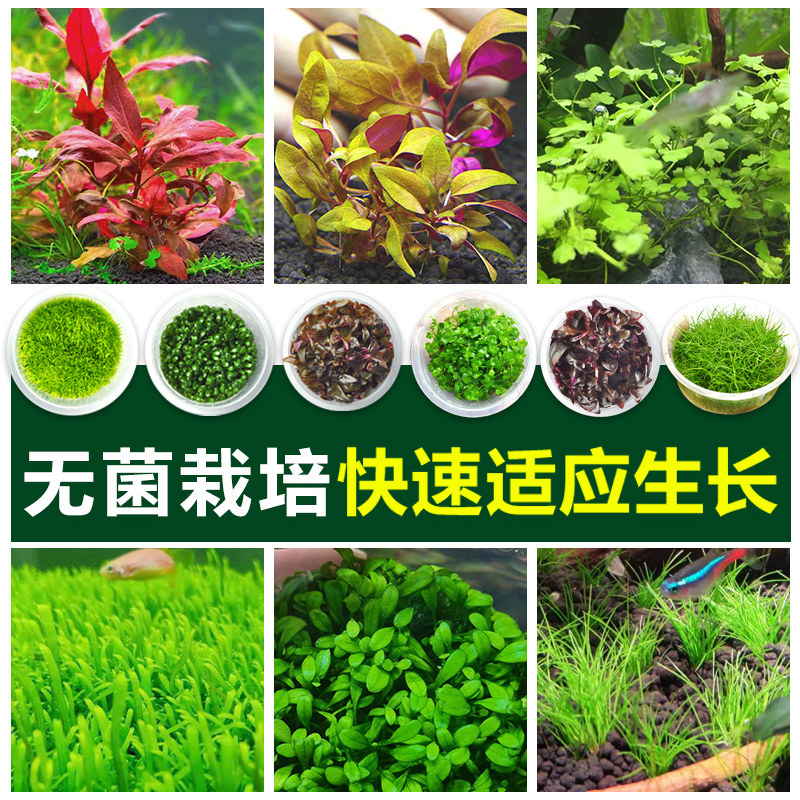 无菌水草杯鱼缸水草植物真草造景阴性迷你牛毛前景水草日本矮珍珠