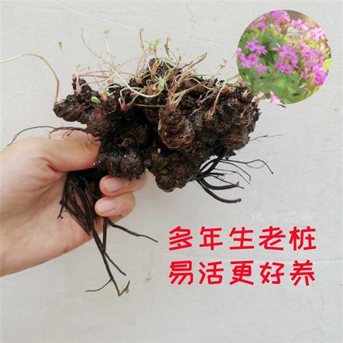 酢浆草老桩绿植幸运草根宿花多年生向阳花盆栽阳台庭院耐寒草易活