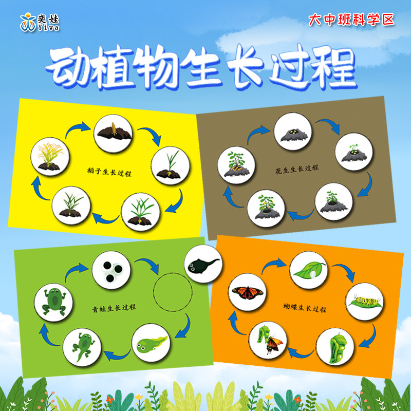 幼儿园中大班科学区动植物生长过程认识大自然区域区角投放材料
