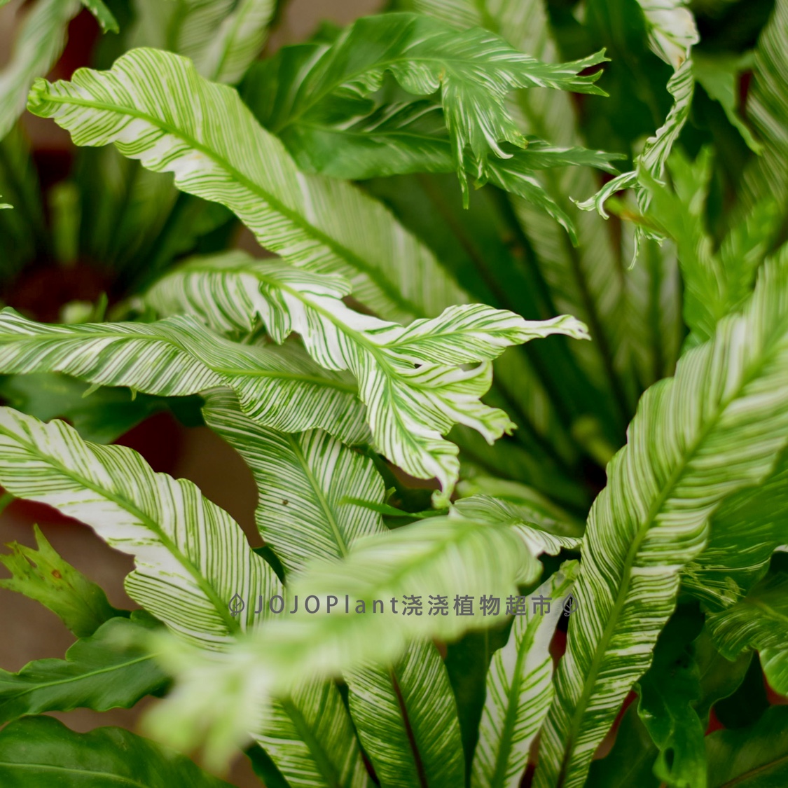 浇植物超市白锦鸟巢蕨叶