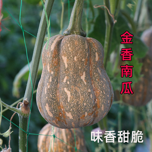香芋南瓜种子高产粉糯甜秋播