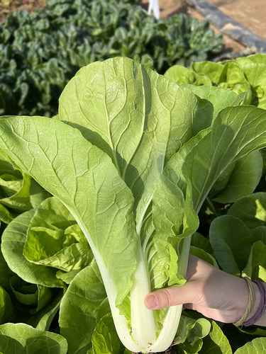 快菜种籽子奶油小白菜籽阳台盆栽