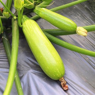 西葫芦种子种籽西葫芦苗菜瓜茭瓜高产早熟阳台春秋盆栽蔬菜种苗孑