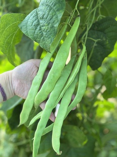 荷兰芸豆种籽子油豆角宽扁芸豆种孑高产豆角春秋播蔬菜大全籽孑