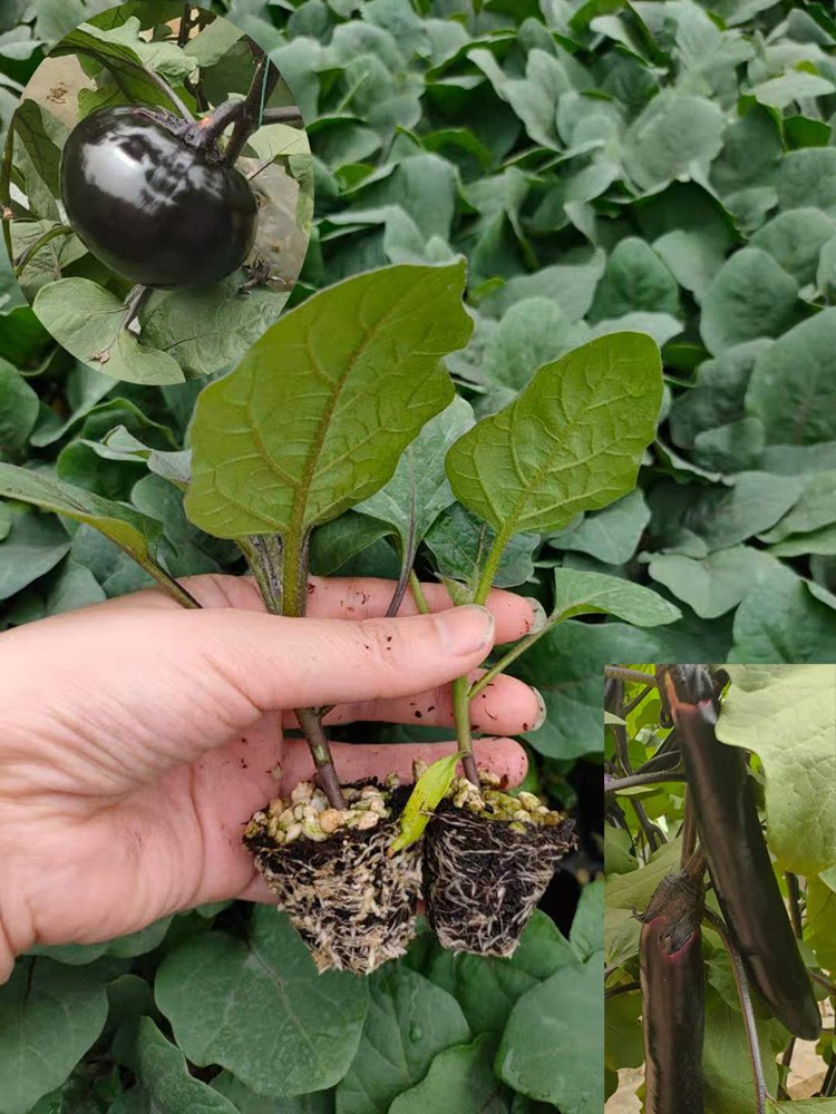 茄子苗秧苗嫁接青皮长茄圆茄线茄子种苗大全盆栽春四季菜苗南方种