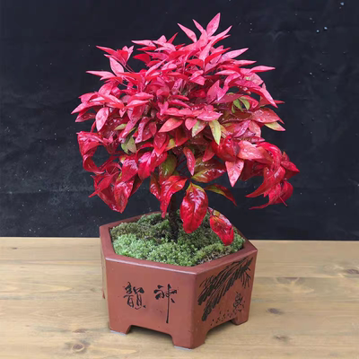 火焰南天竹盆栽秋色南天竺花苗红叶红宝石湾流青柠檬花园耐寒植物